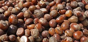 Stop raw exportation, start building Nigeria’s wealth