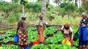 Food Surplus: Ondo Farmers’ Congress wants govt. to subsidise agricultural inputs 