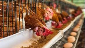 Food security: Ogun supports 850 poultry farmers with discounted feeds