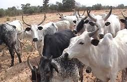 Police arraign man, 50, over alleged unlawful cattle grazing