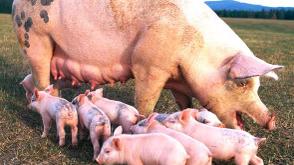 Ekiti govt blames pig waste for foul smell in Ado-Ekiti community