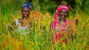 AfDB Secures $14m to boost food security in africa under new global agriculture fund