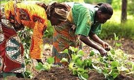 FG targets 100% youth, women inclusion in agriculture