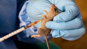 Lassa Fever: Ondo, Bauchi, Edo remain epicenters as NCDC intensifies its multi-sectoral response
