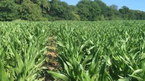 FG pledges support to addressing post-harvest losses