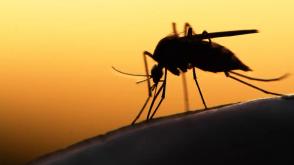 About 18m malaria cases averted annually — Minister