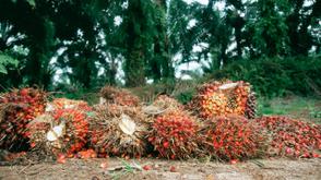 Okomu Oil beats forecast as profit soars 459% to N34.841bn in Q2 2025