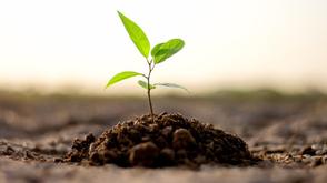Fidelity bank, LASPARK join forces to plant 20,000 trees in Lagos