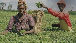 FG to utilise traceability technology in agricultural commodity sector