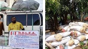 7.6m tramadol pills, 76,273kg colorado, skunk seized in Delta, Imo, Adamawa raids