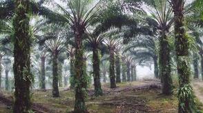 Presco Plc expands plantation footprint with 10,000-hectare acquisition in Cross River