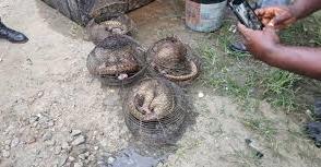 Customs intercept four live Pangolins in Ogun anti-smuggling operation