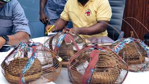 Customs intercepts 4 live Pangolins in Ogun