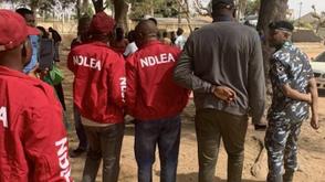NDLEA seizes 2115kg illicit drugs, arrests 187 in 4 months in Bauchi