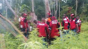 NDLEA destroys cannabis farms, arrests 7 in Edo forest raids