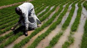 FG targets 1,000 Katsina farmers for free agricultural inputs