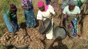 IITA advocates reforms to boost yam production