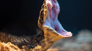 Don’t apply band/rope on snake bite