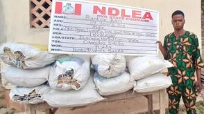 NDLEA thwarts international drug syndicates, seizes illicit consignments