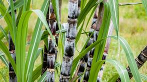 Kwara pledges commitment to sustainable agricultural development