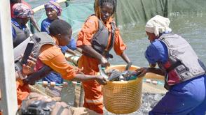 AfCFTA to tackle barriers facing women, youth in fish trade