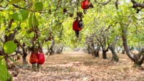 Cashew association seeks FG support to enhance value chain