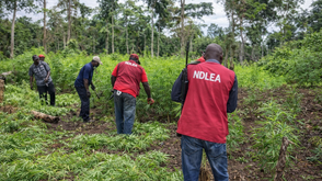 NDLEA destroys 8 hectares farm, seizes 170kg cannabis in C’River