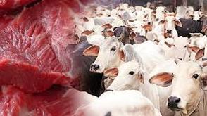 Cow prices hit N2.5m, higher than used cars, butchers lament