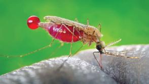 FG targets 50% reduction in malaria burden by 2030