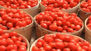 Why tomato prices are set to soar from May – TOPAN
