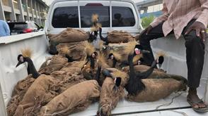 Customs nabs wildlife traffickers in Maiduguri