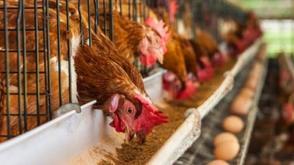 PAN urges farmers to prevent losses