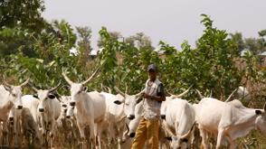 Insecurity, supply gaps disrupt livestock flow from Northern Nigeria