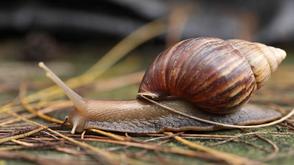 Expert seeks increased snail production for economic growth