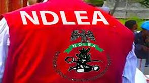 NDLEA arrests Celestial Church Pastor, Wife with 11kg of skunk in Lagos