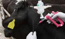 FG pushes nationwide vaccination against cattle disease