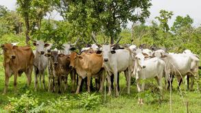 Cow prices hit ₦2.5m in Lagos
