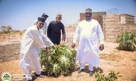 Kano Govt to plant 10 million trees to mitigate climate change