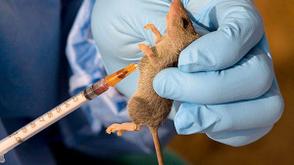 44 year old woman dead, as Lassa fever surfaces in Oyo