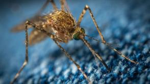 World Malaria day: Chevron reinforces commitment to Malaria eradication across Africa