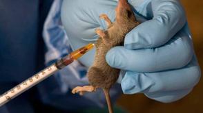 Expert seeks increased investment to curb Lassa fever spread