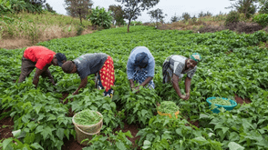 Experts advocate biotech solutions against post-harvest losses