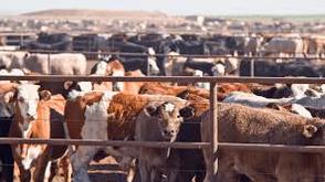 FG targets 37,000 women, youths in dairy value chain