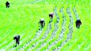 Only 30% of Nigerian farmers use mechanised tools – AFAN