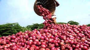 Onion association secures N1.6bn support for farmers in 4 states