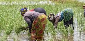 Senegal boosting economic growth through agric modernisation – MPs