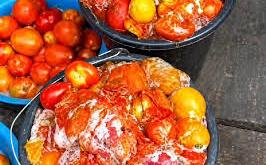 Spoiled tomatoes unsafe for human consumption— LASCOPA warns Residents