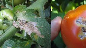 Tomato pest outbreak: Kano assembly calls for urgent intervention