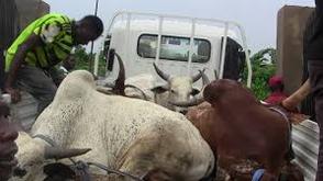 Ogun: Police arrest two suspected cattle rustlers, recover ₦1.7m stolen cow