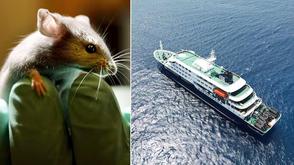 Hantavirus: WHO warns against stranding passengers at sea